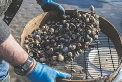 800g Cockles